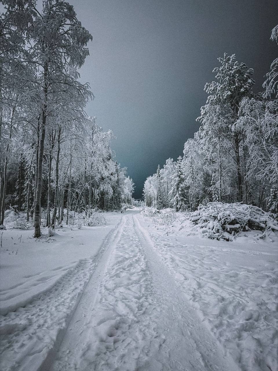 Зимняя дорога через лес в Хибинах